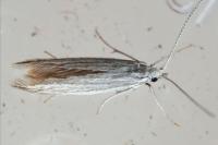 Coleophora