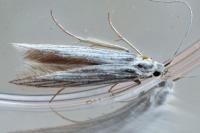 Coleophora