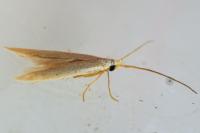 Coleophora