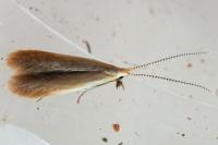 Coleophora