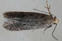 Bryotropha