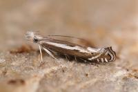 Isophrictis lineatella