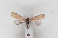 Nematopogon adansoniella