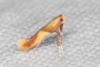 Caloptilia robustella