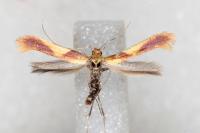 Caloptilia robustella