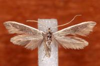 Coleophora albella