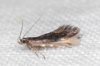 Oxypteryx atrella