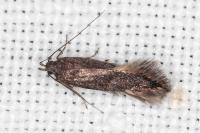 Oxypteryx atrella
