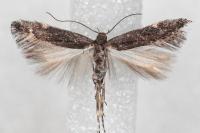 Oxypteryx atrella