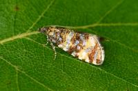Olethreutes micana