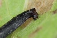 Coleophora conspicuella