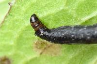 Coleophora conspicuella
