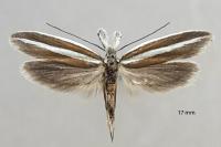 Pleurota aristella