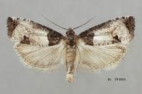 Notocelia roborana