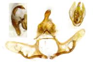 Neosphaleroptera nubilana