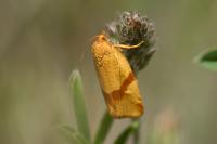 Zelotherses ferugana