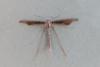 Agdistis