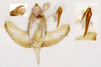 Batia lunaris