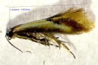 Batia lunaris