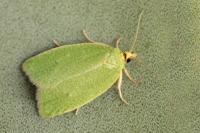 Tortrix viridana