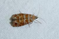 Rhyacionia miniatana