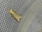 Acompsia cinerella