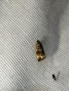 Endothenia gr. gentianaeana