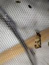 Aethes hartmanniana/piercei