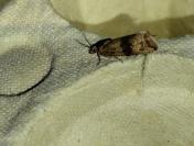 Celypha striana
