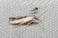 Epermenia aequidentella