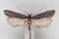 Neofaculta ericetella