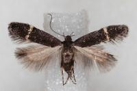 Aproaerema suecicella