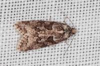 Cnephasia cupressivorana