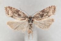 Cnephasia cupressivorana