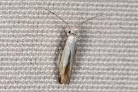Coleophora kuehnella