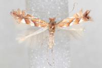Phyllonorycter belotella