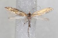 Argyresthia arceuthina