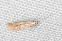 Coleophora ramosella