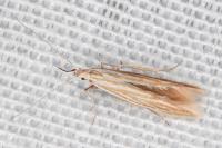 Coleophora ramosella