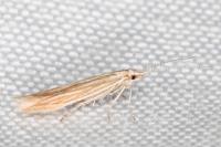 Coleophora ramosella