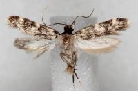 Oegoconia quadripuncta