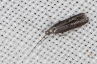 Tinagma ocnerostomella