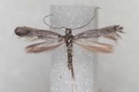 Tinagma ocnerostomella