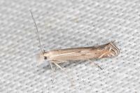 Isophrictis celsei