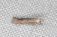 Isophrictis celsei