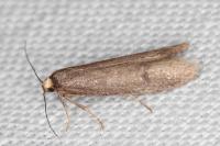 Agnoea langohri