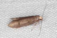 Agnoea langohri
