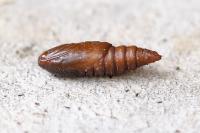Eudemis profundana