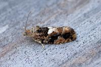 Eudemis profundana
