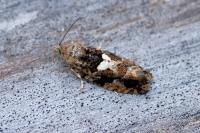 Eudemis profundana
